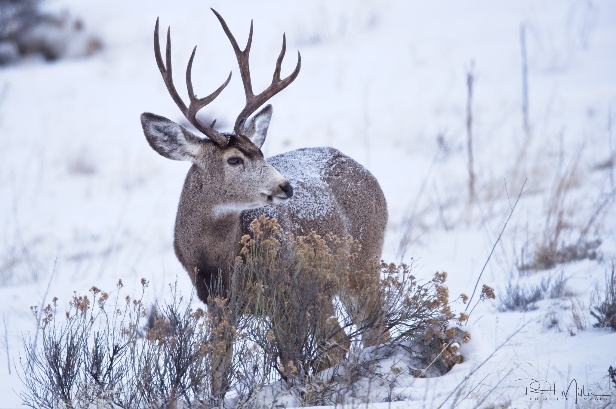 Canon EF 600mm F4L IS II USM sample photo. Snow covered photography