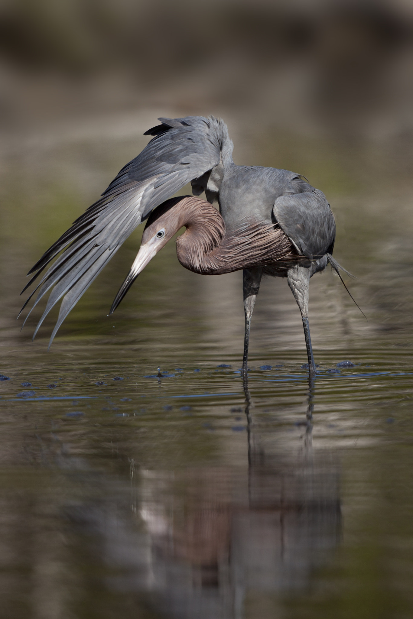 Canon EF 500mm F4L IS II USM sample photo. Reddish egret hunting photography
