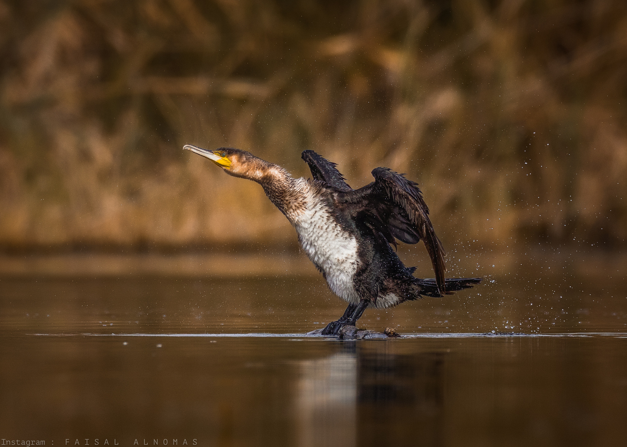 Canon EOS 5DS R + Canon EF 800mm F5.6L IS USM sample photo. Refreshing time photography