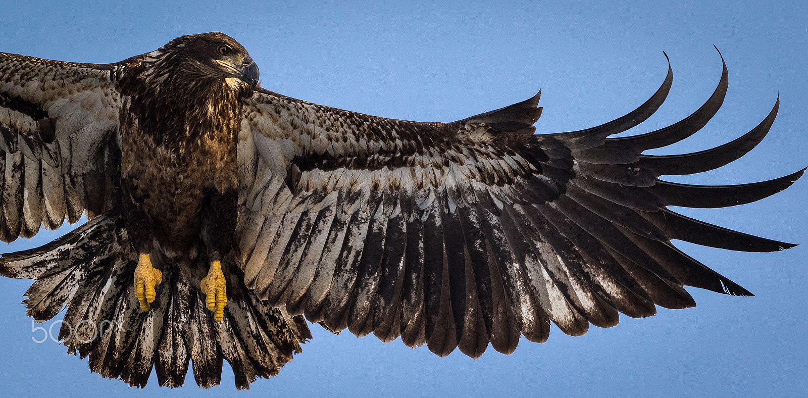 Canon EF 300mm F2.8L IS II USM sample photo. Wingspan photography