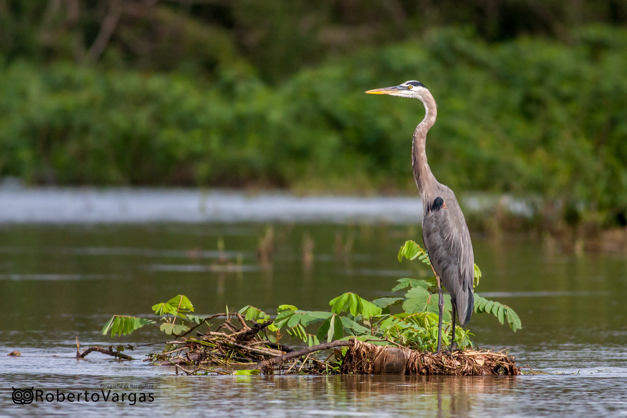 Canon EOS 40D + Canon EF 400mm F5.6L USM sample photo. Ardea herodias / garzón azulado / great blue heron photography