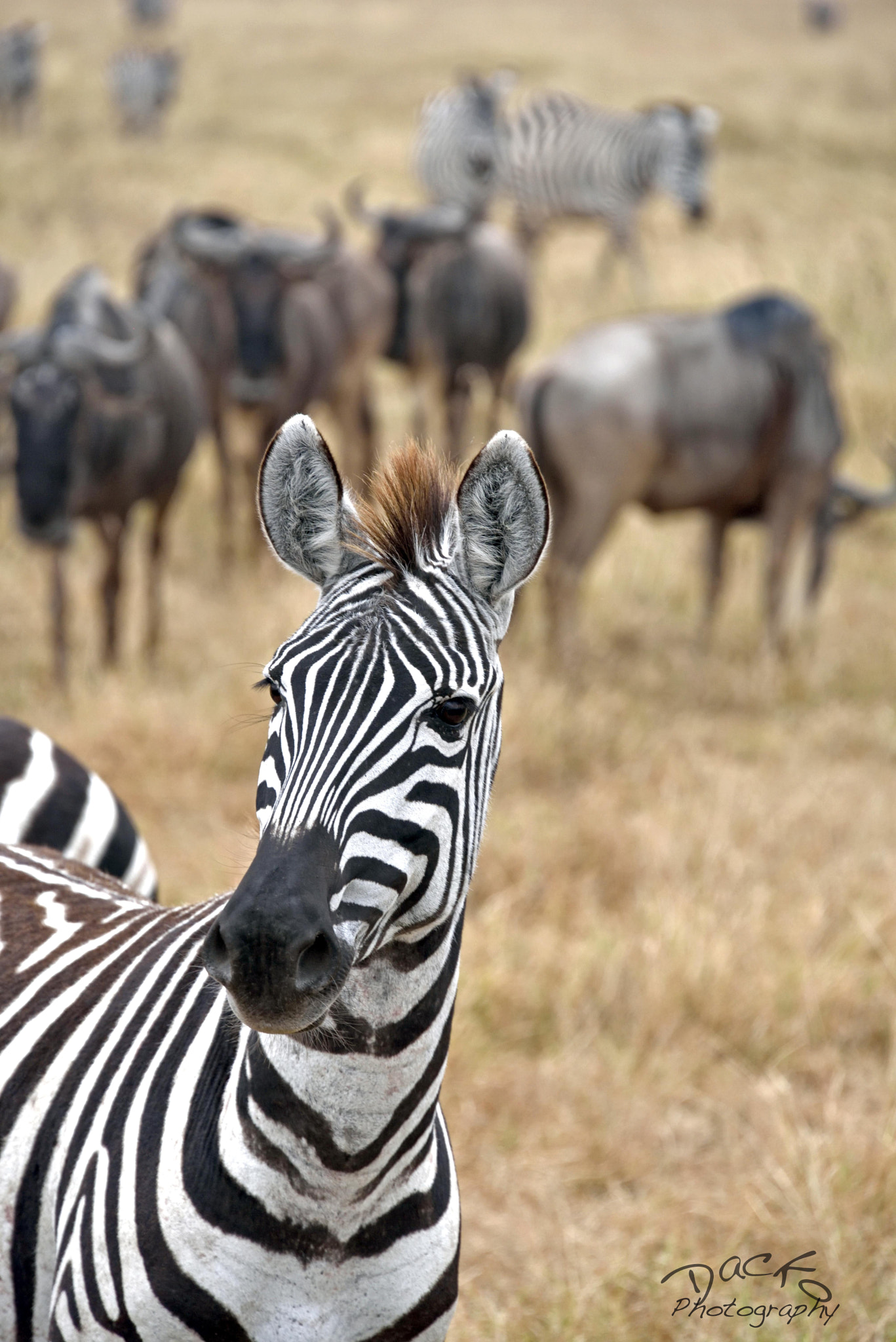 AF Zoom-Nikkor 35-70mm f/2.8D N sample photo. Le zebre  ngorongoro crater national park. photography