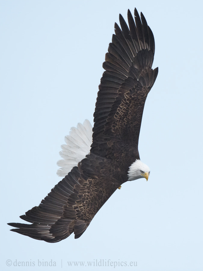 Nikon AF-S Nikkor 500mm F4G ED VR sample photo. Mr. majestic photography