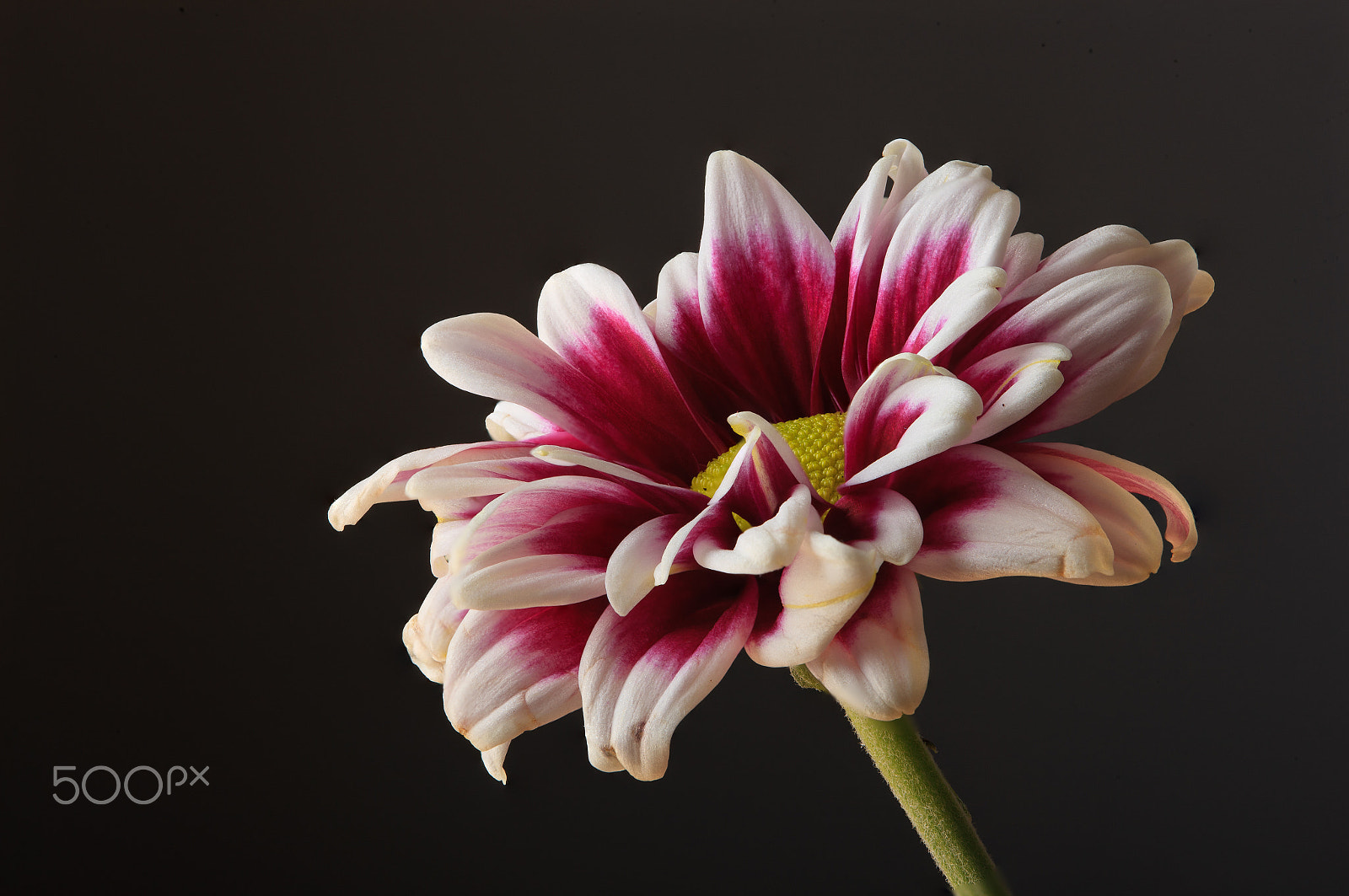 Canon EOS-1Ds Mark III sample photo. Flower still life photography