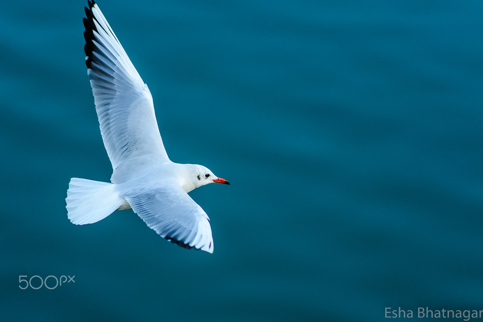 Nikon D610 sample photo. Flight of a seagull photography