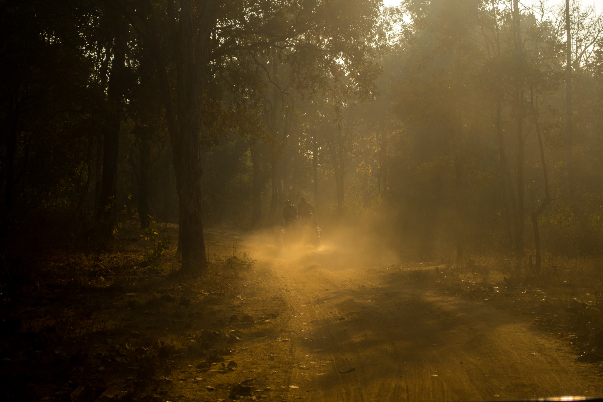 Nikon D500 sample photo. Finding the elusive ii photography