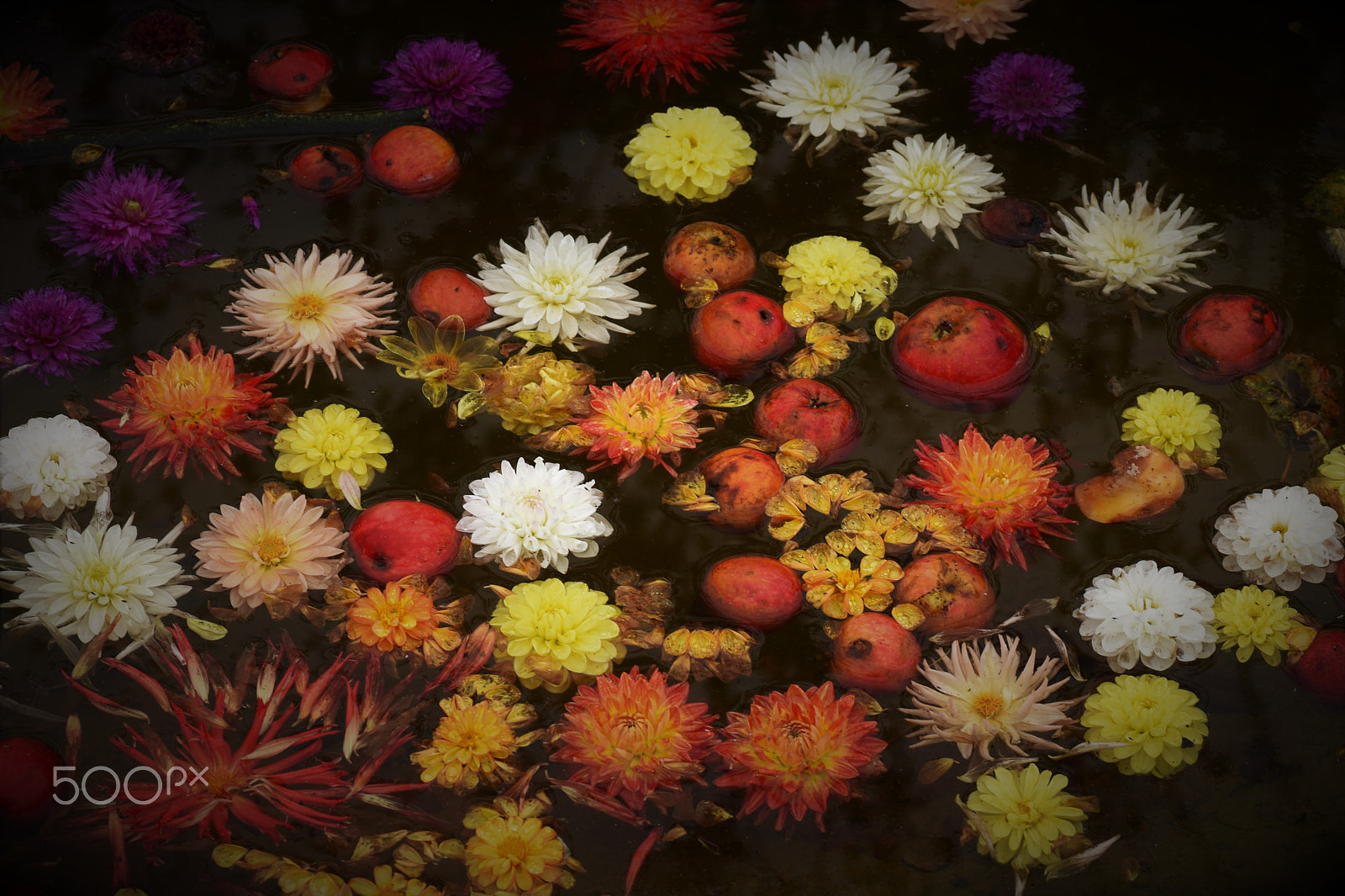 Nikon D7200 sample photo. Autumn colours photography