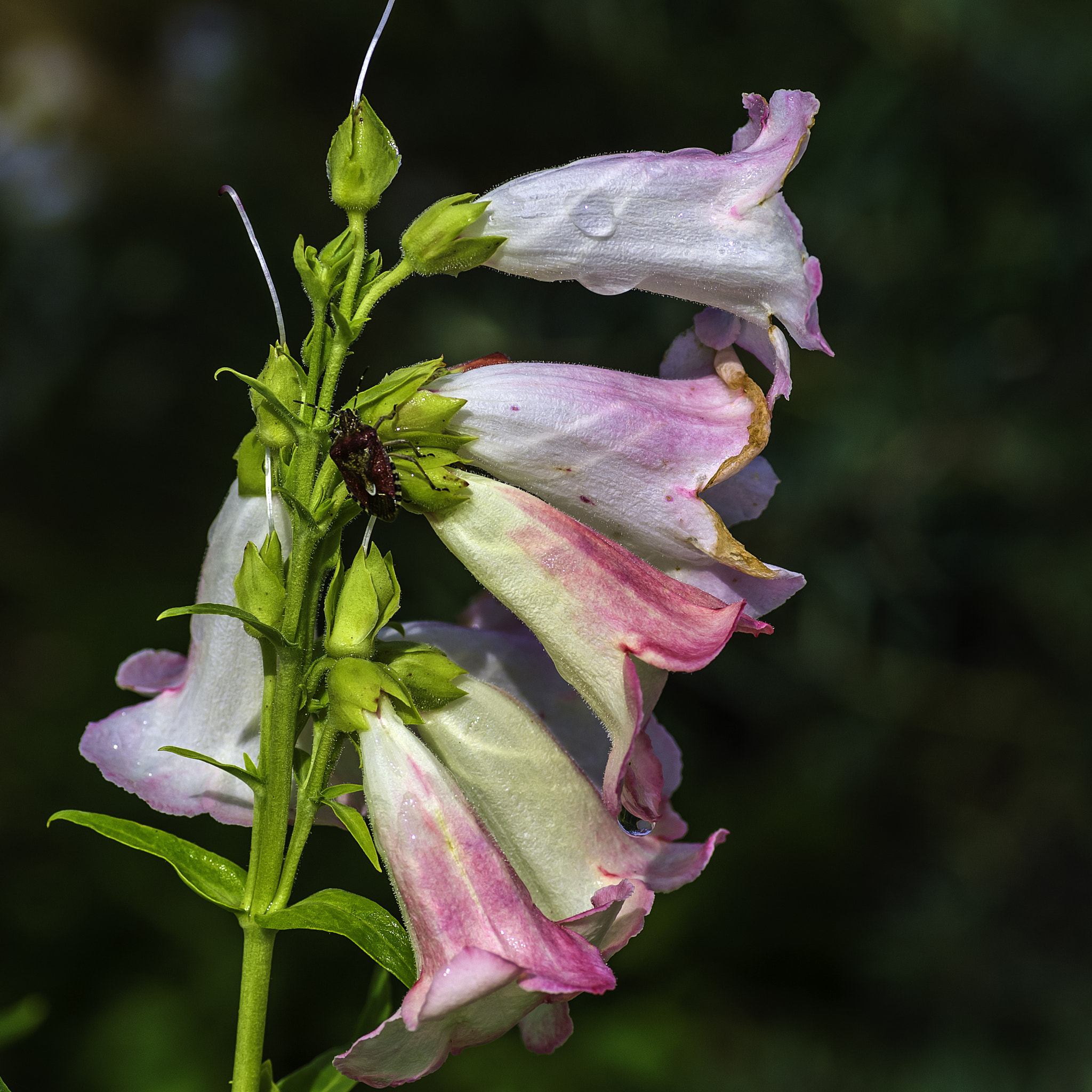 Pentax K-5 II + Sigma sample photo. Penstemon photography