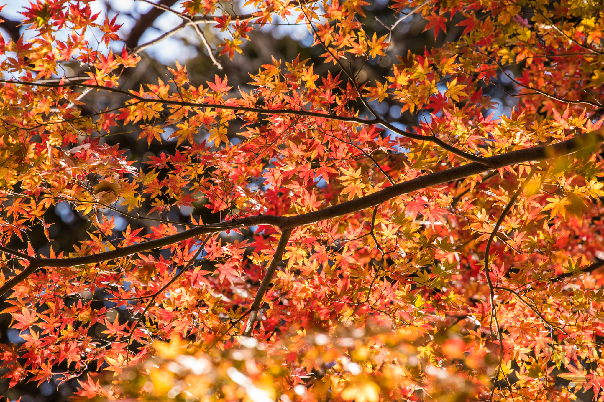 Canon EF 70-300mm F4-5.6L IS USM sample photo. Autumn leaves photography