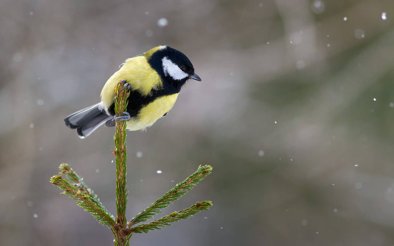 Canon EOS 7D + Canon EF 300mm F4L IS USM sample photo. Синица на елке photography