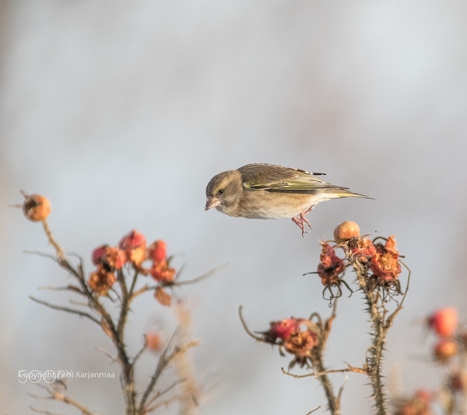 Canon EF 300mm f/2.8L + 1.4x sample photo. Hop photography