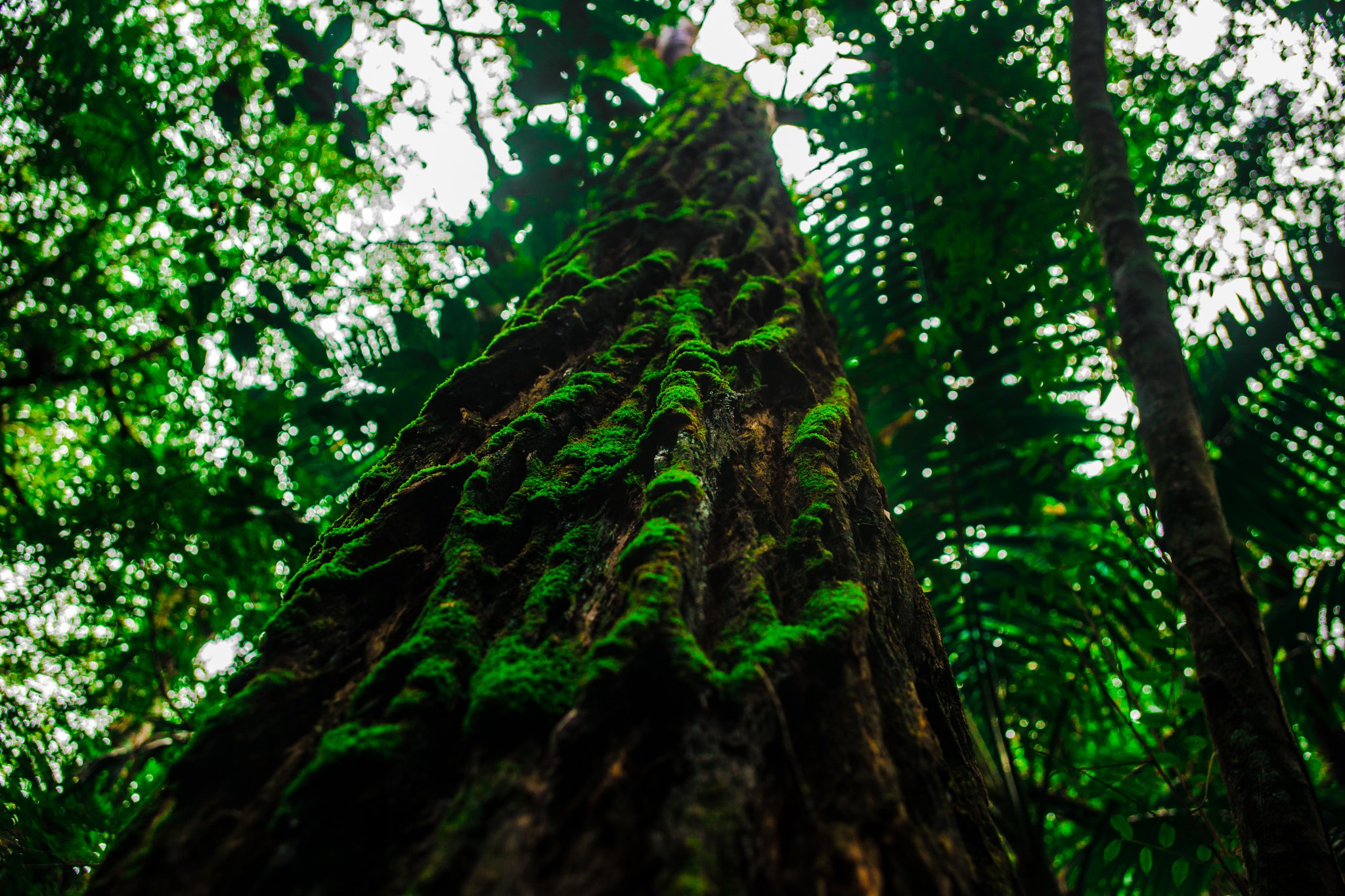 Sony Alpha DSLR-A850 sample photo. Veins of life photography