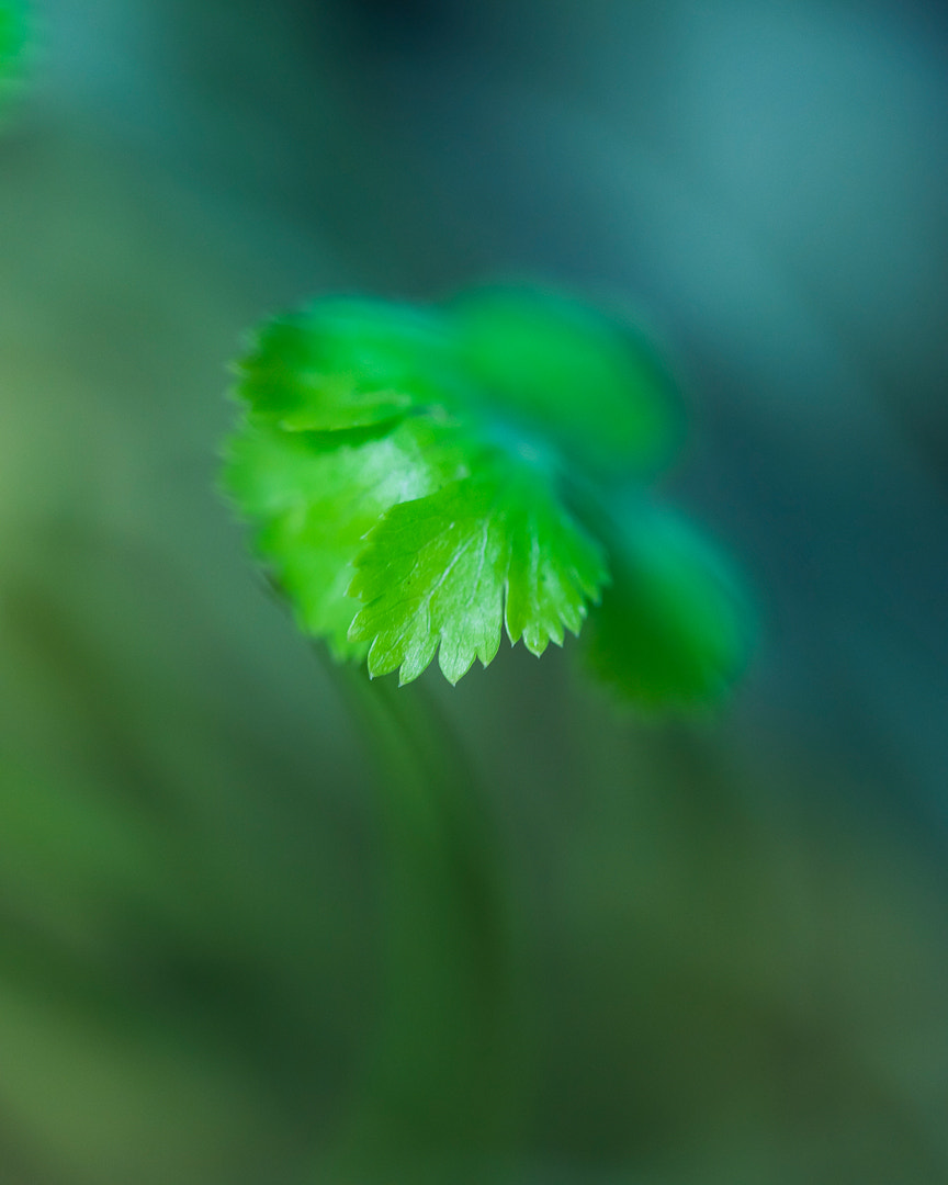 Sony a7 sample photo