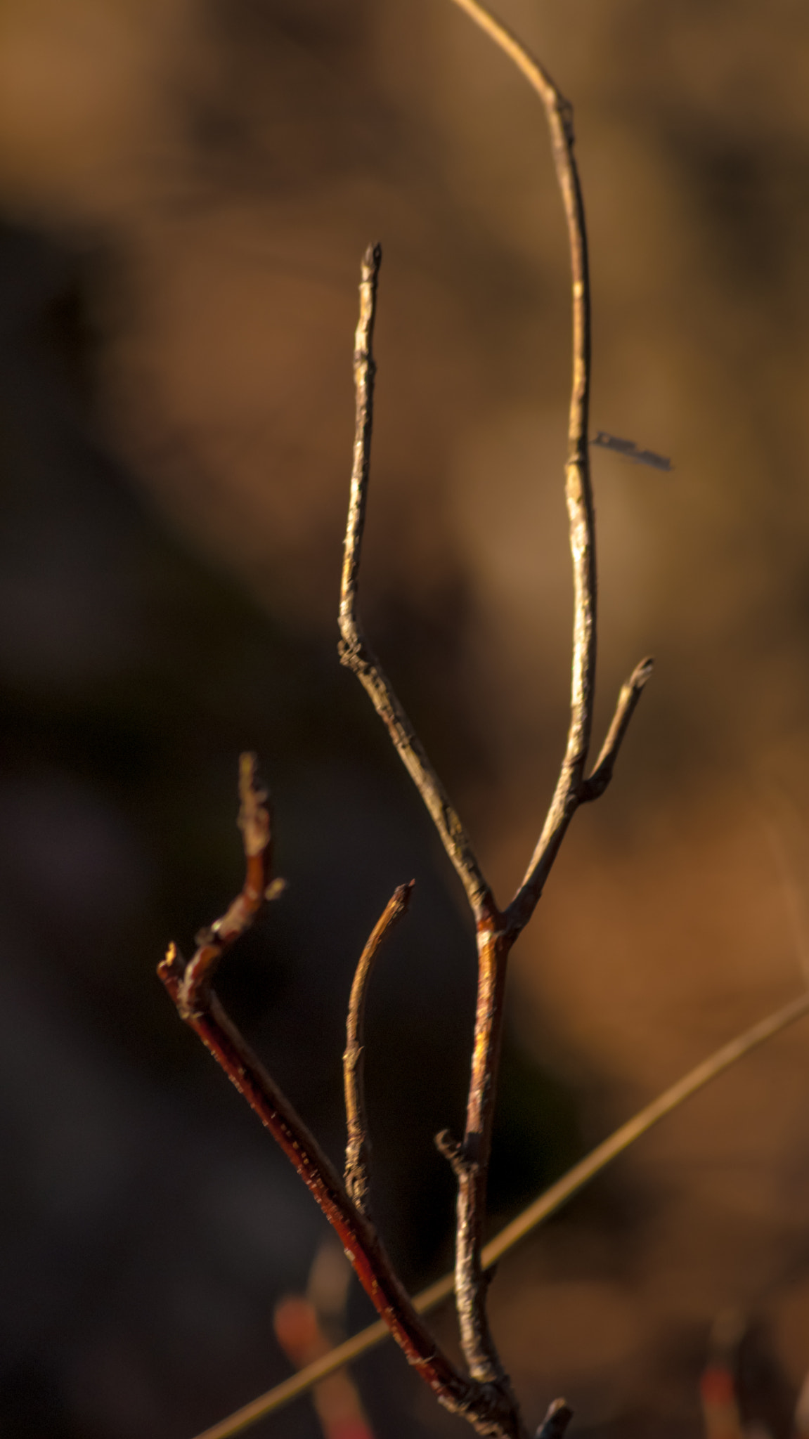 Sony 75-300mm F4.5-5.6 sample photo. Twig horns photography