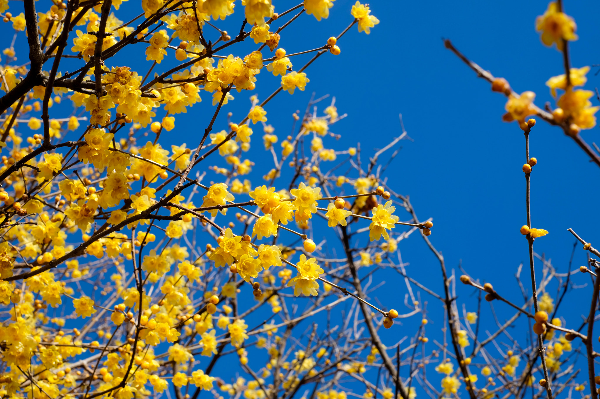 Fujifilm X-M1 + Fujifilm XF 35mm F1.4 R sample photo. Wintersweet photography