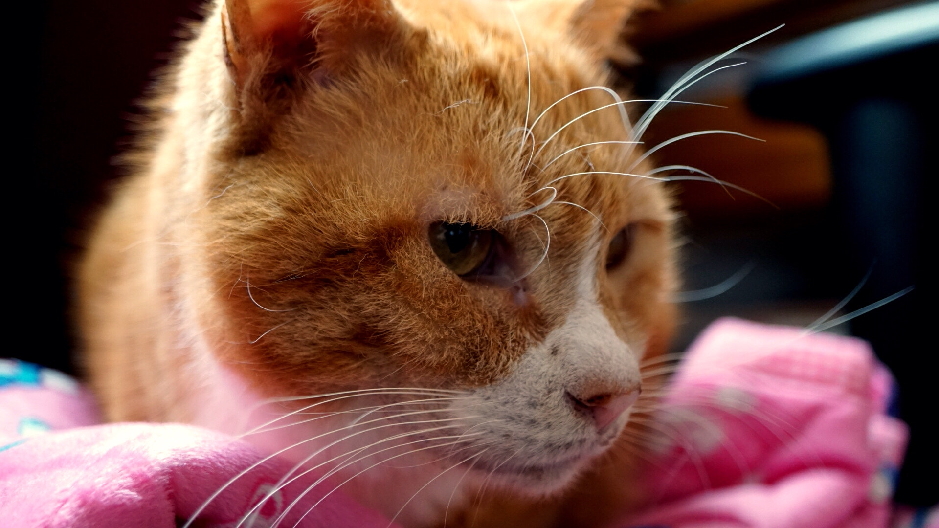 Sony E 30mm F3.5 sample photo. Their domesticated a cat photography