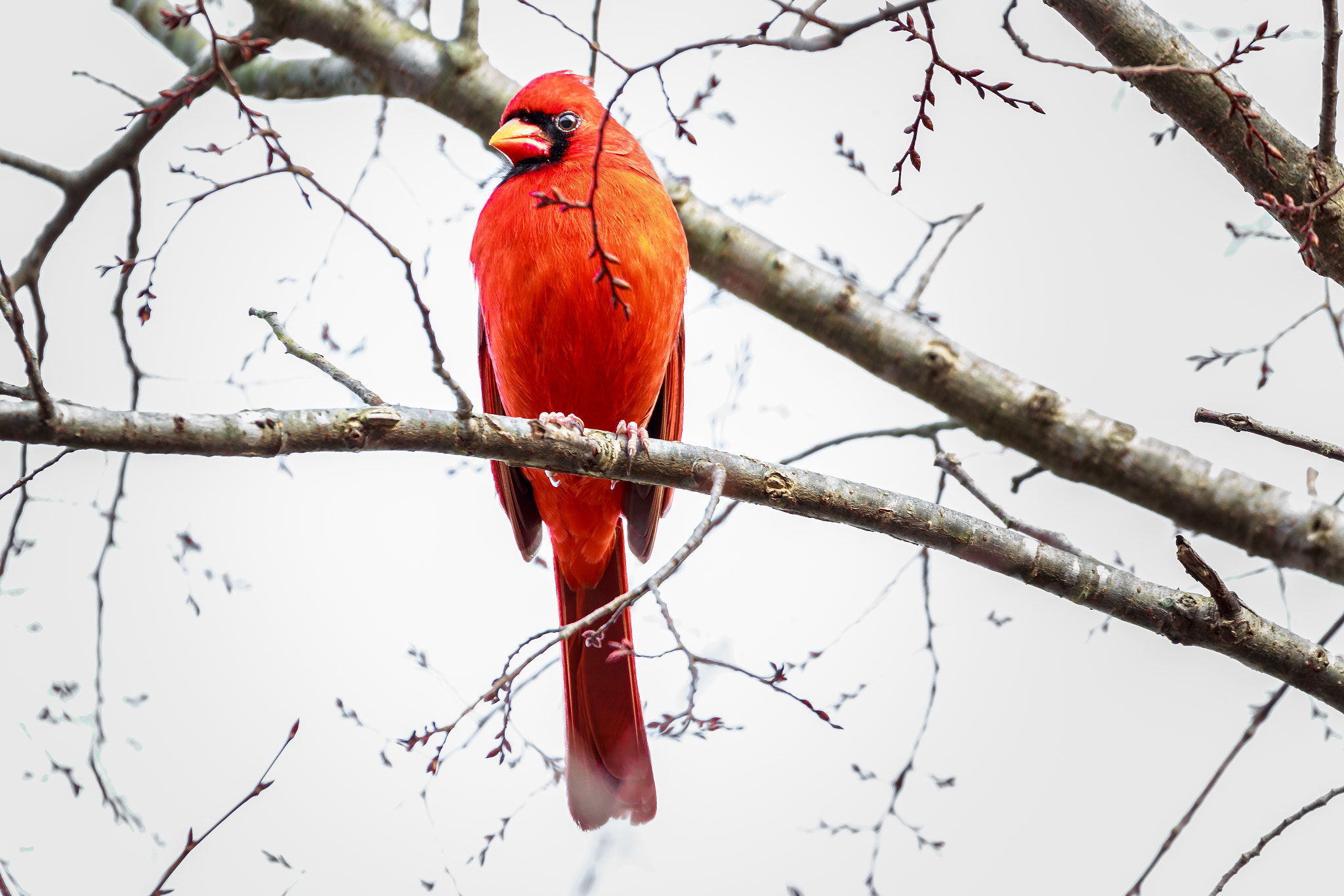 150-600mm F5-6.3 DG OS HSM | Contemporary 015 sample photo. Bird photography