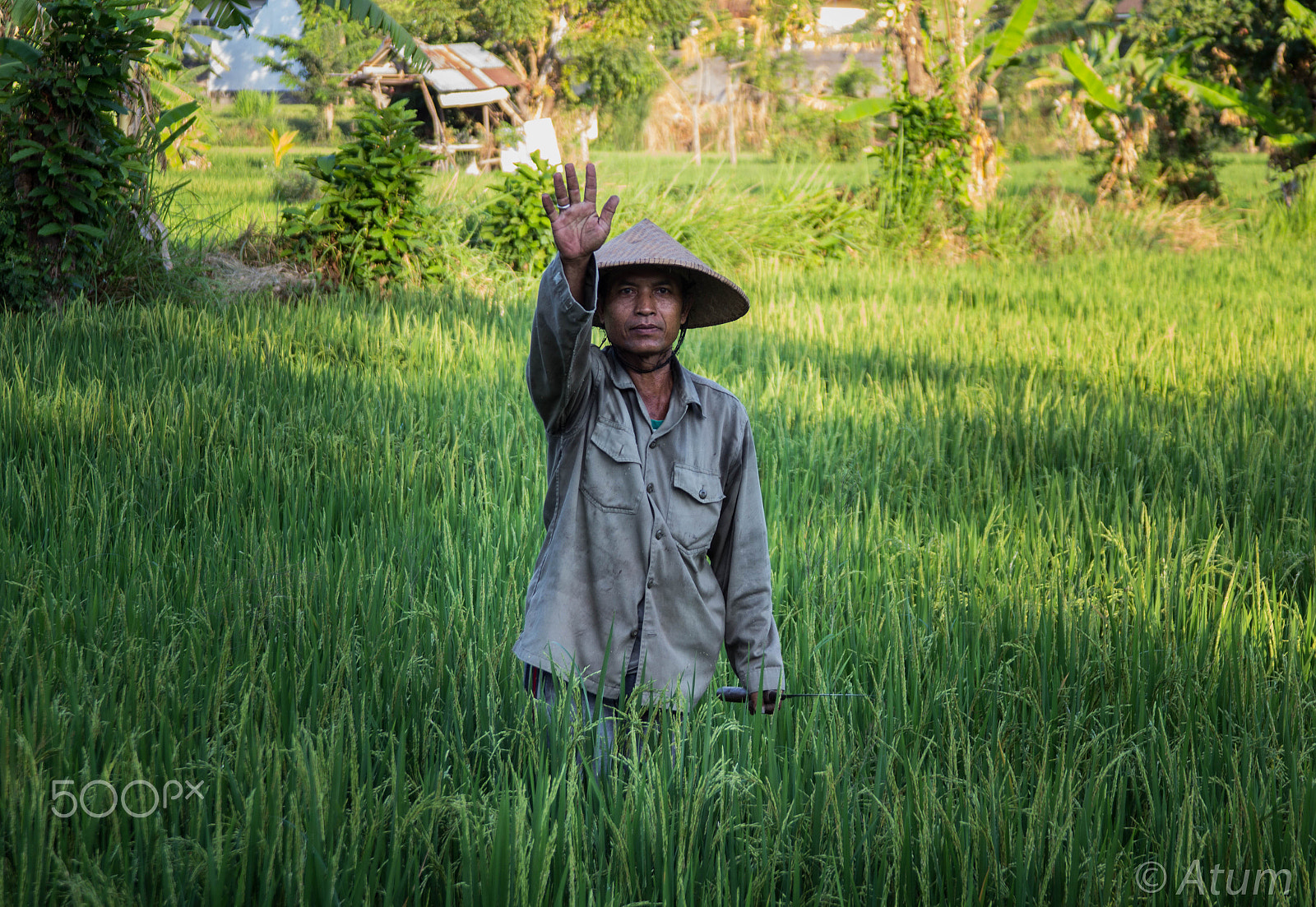 Canon EF 28-135mm F3.5-5.6 IS USM sample photo. Rice farmer photography