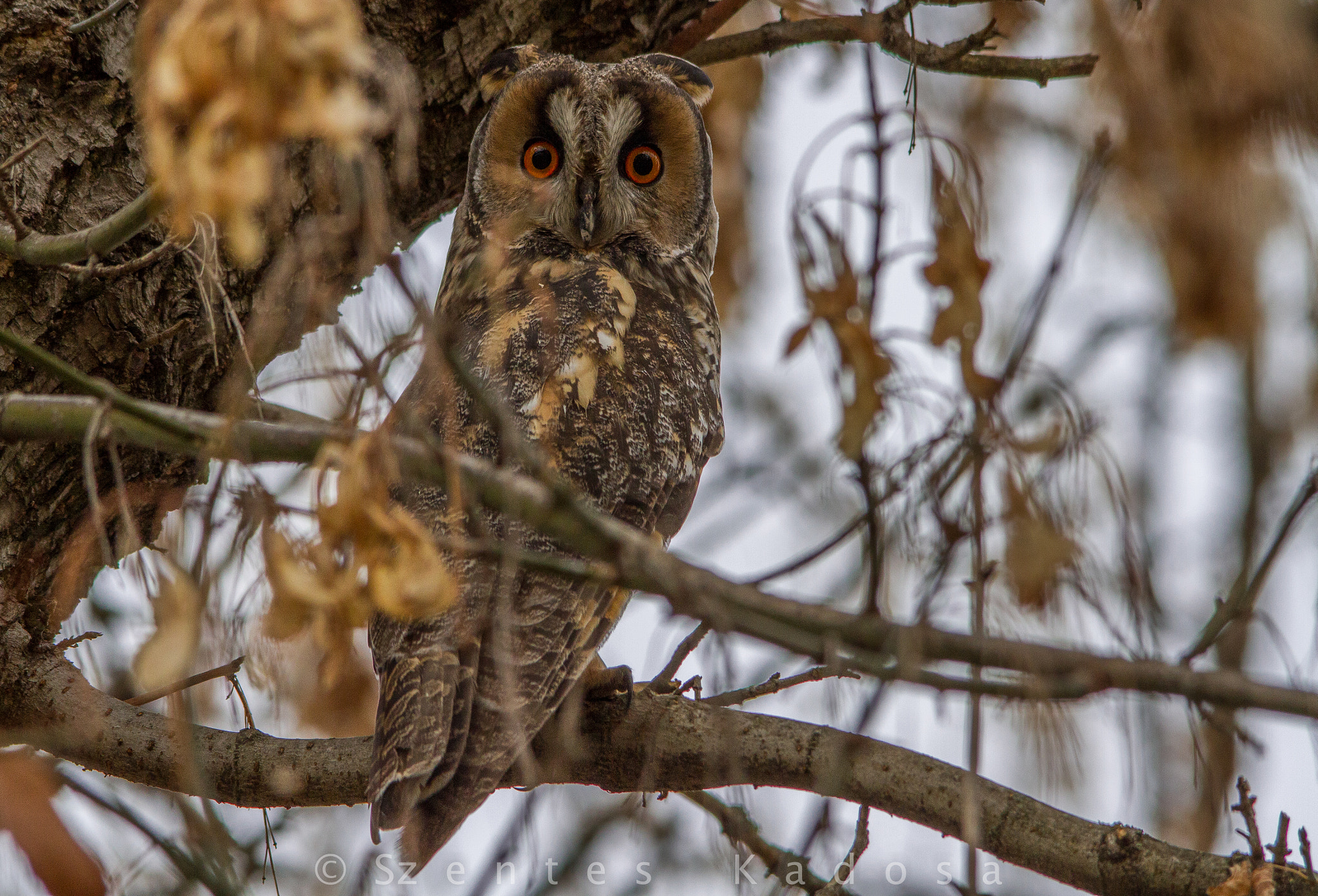 Sigma 150-500mm F5-6.3 DG OS HSM sample photo. Red eye photography