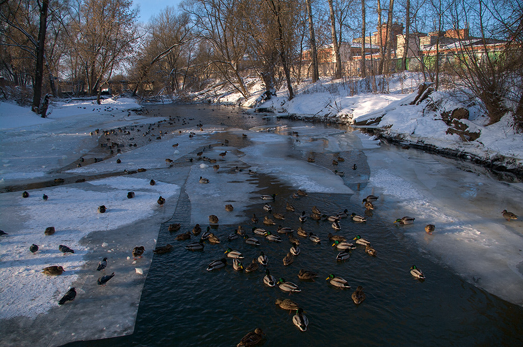 Pentax K-7 sample photo. Ducks on the river. photography