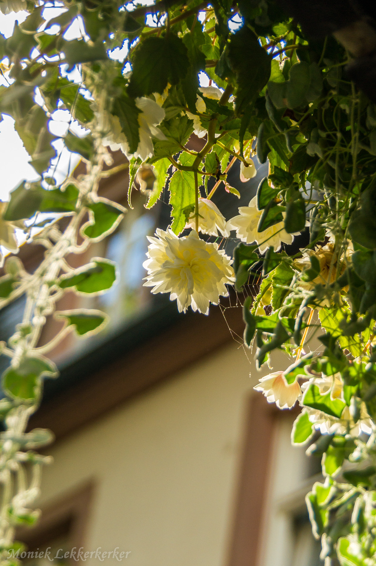 Sony Alpha DSLR-A580 sample photo. Beautiful flower photography