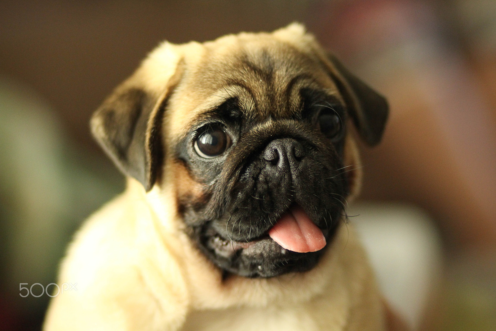 Canon EF 85mm F1.8 USM sample photo. Baltazar photography