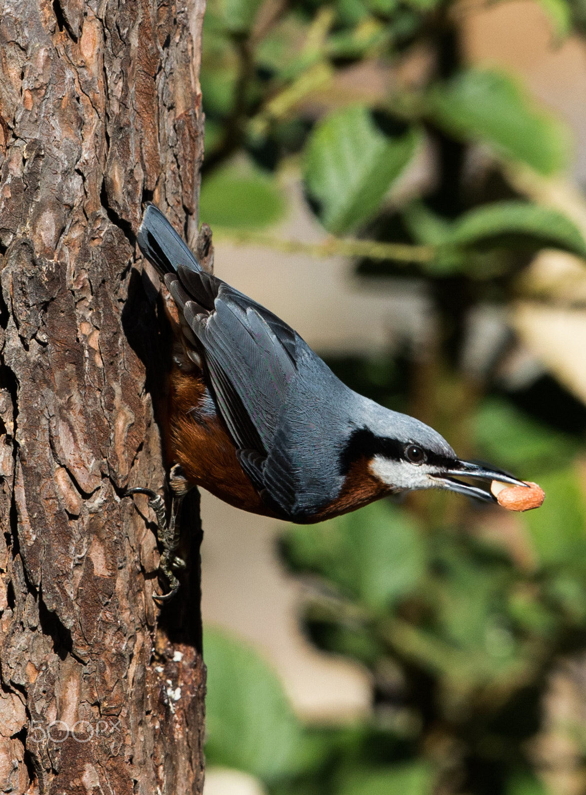 Canon EF 500mm F4L IS II USM sample photo. Nuntatch photography