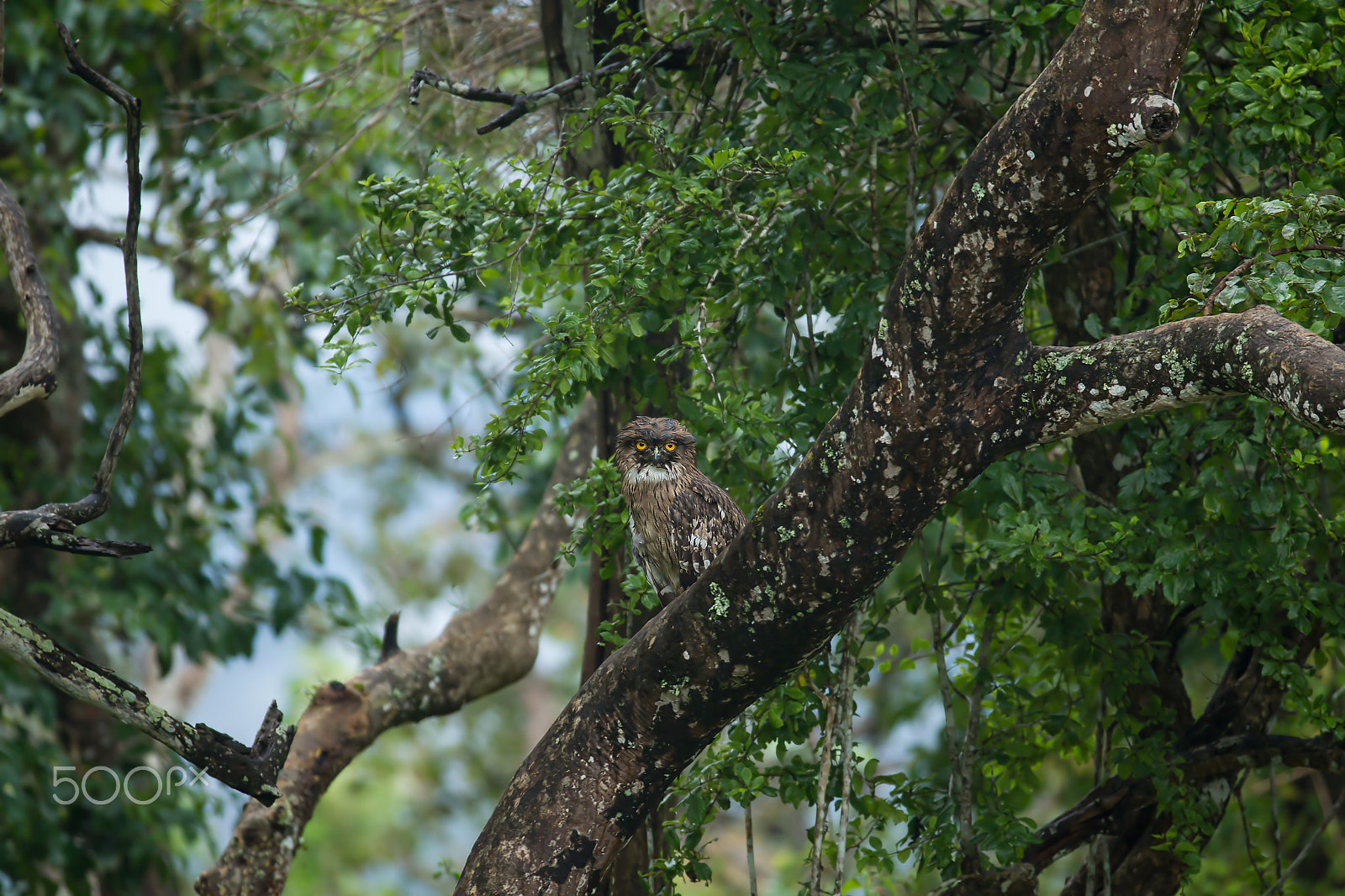 Canon EOS-1D Mark IV + Canon EF 200-400mm F4L IS USM Extender 1.4x sample photo. Brown fish owl photography
