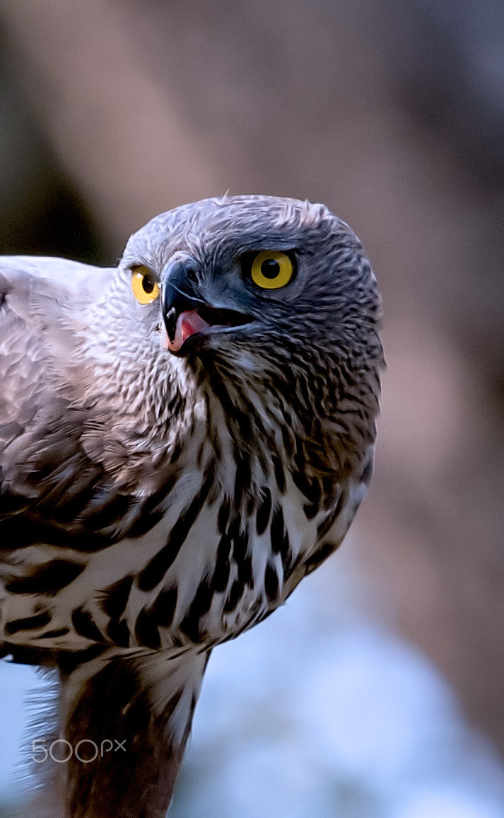 Canon EOS 7D Mark II sample photo. Crested serpent eagle photography