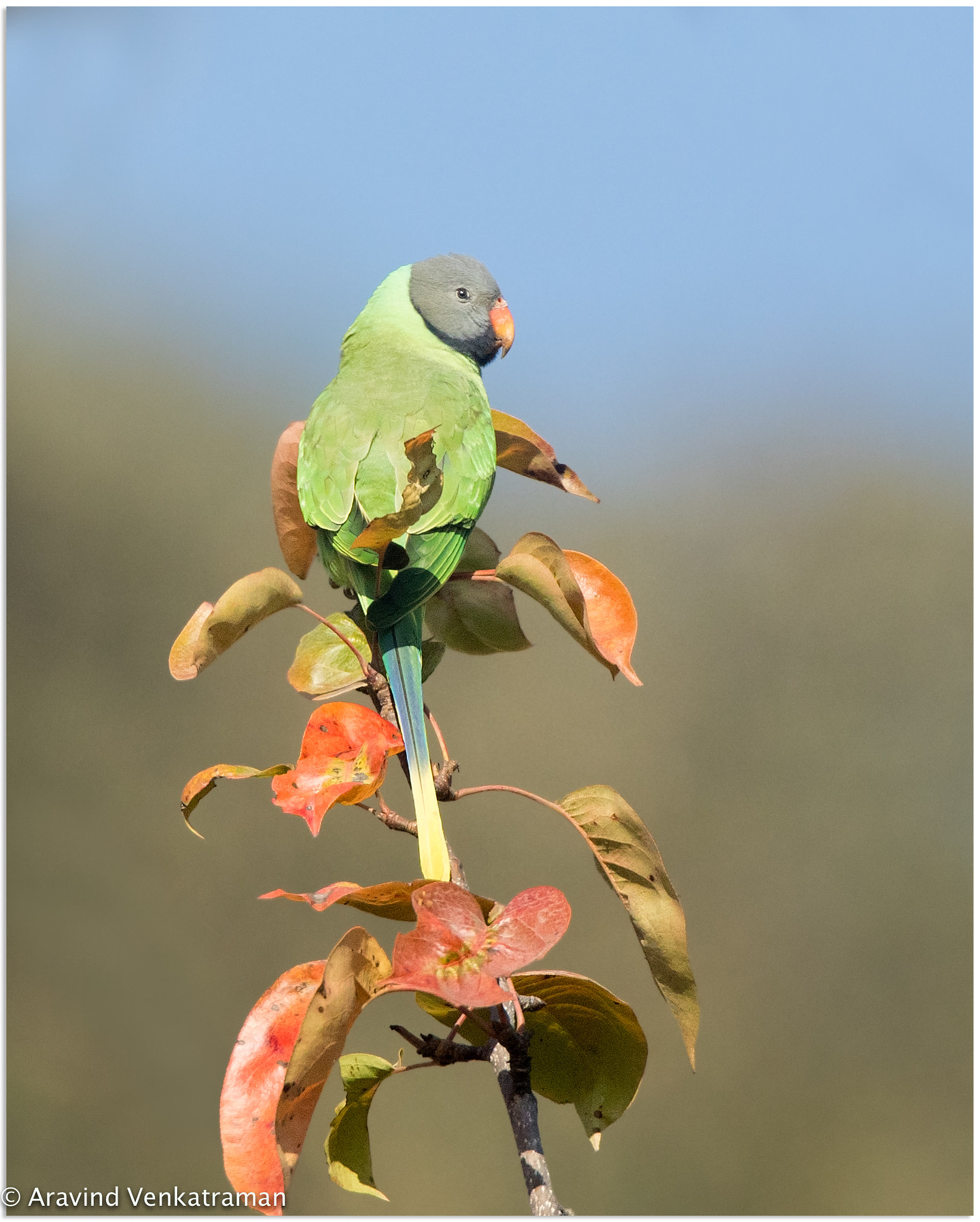 Canon EF 500mm F4L IS USM sample photo. Slaty headed parakeet photography