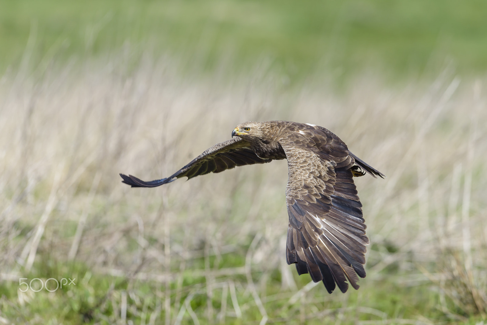 Nikon D810 + Nikon AF-S Nikkor 500mm F4G ED VR sample photo. Weiblicher schreiadler, aquila pomarina, female lesser spotted e photography