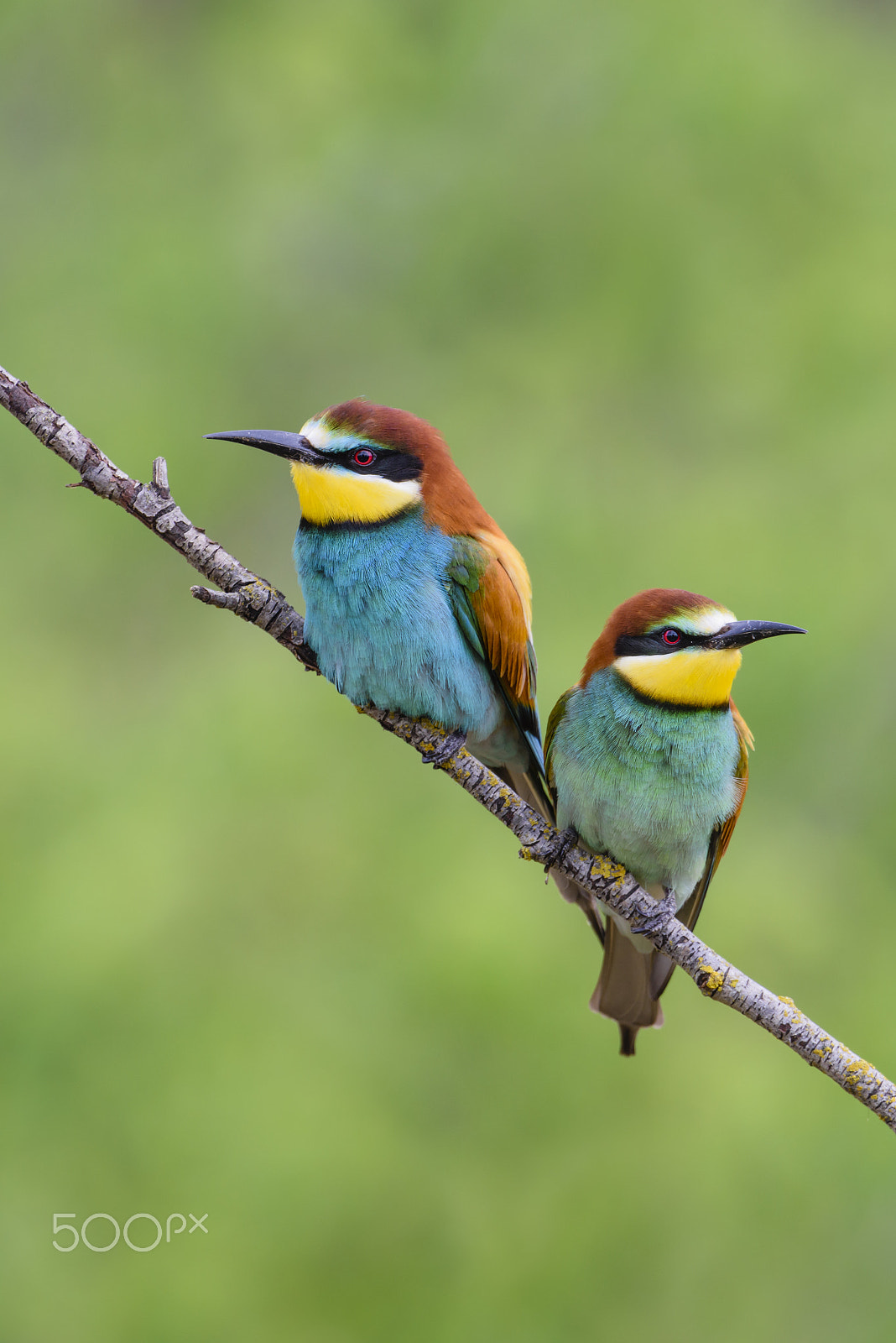 Nikon D810 sample photo. Bienenfresser, european bee eater pair, merops apiaster photography