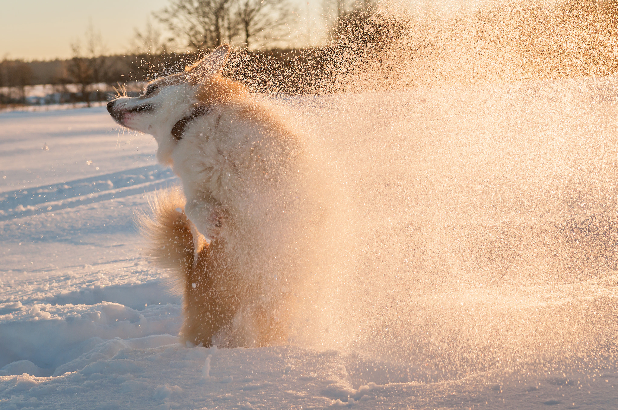Nikon D300S sample photo. Wintergames photography