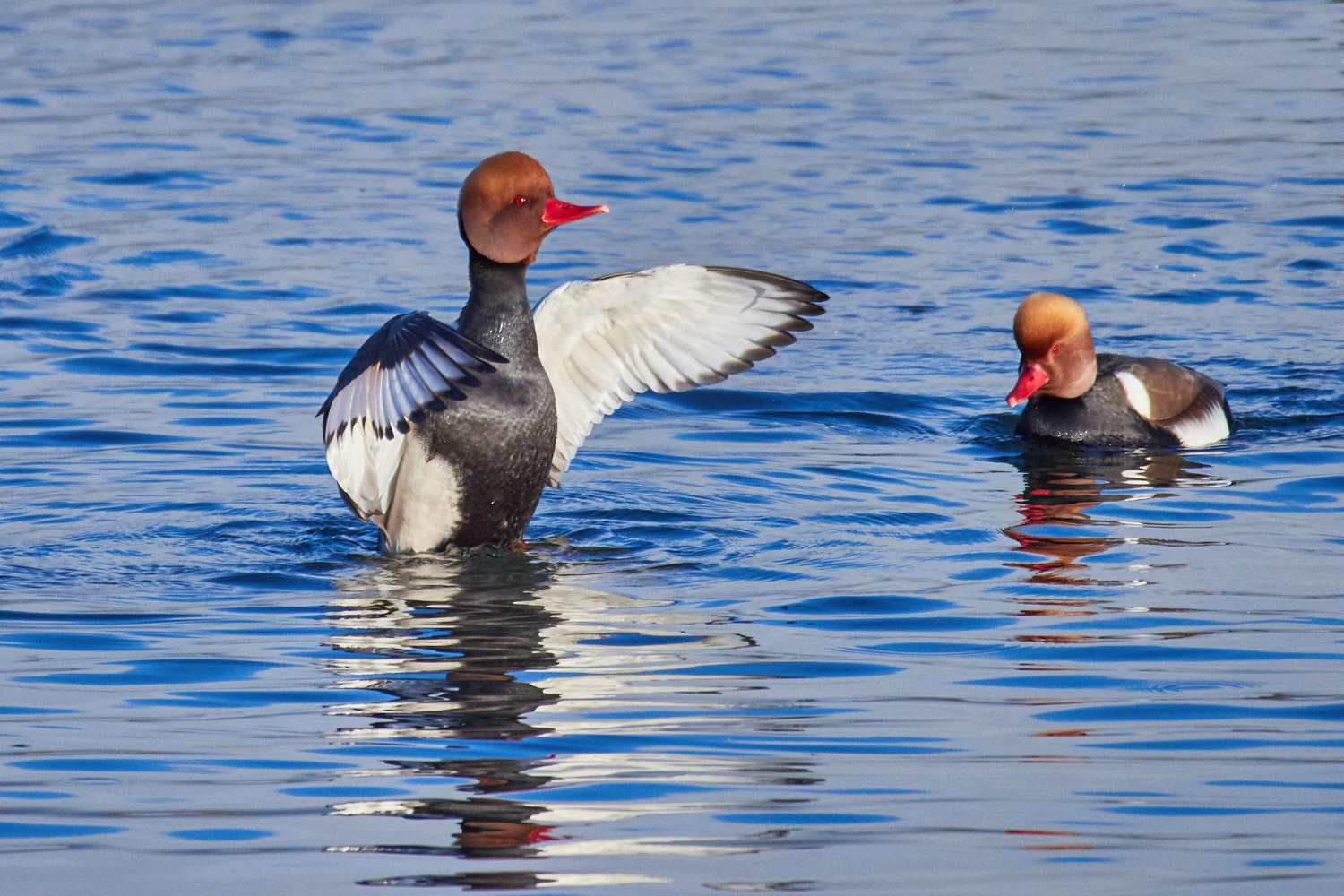 Olympus OM-D E-M1 Mark II sample photo. Kolb duck photography