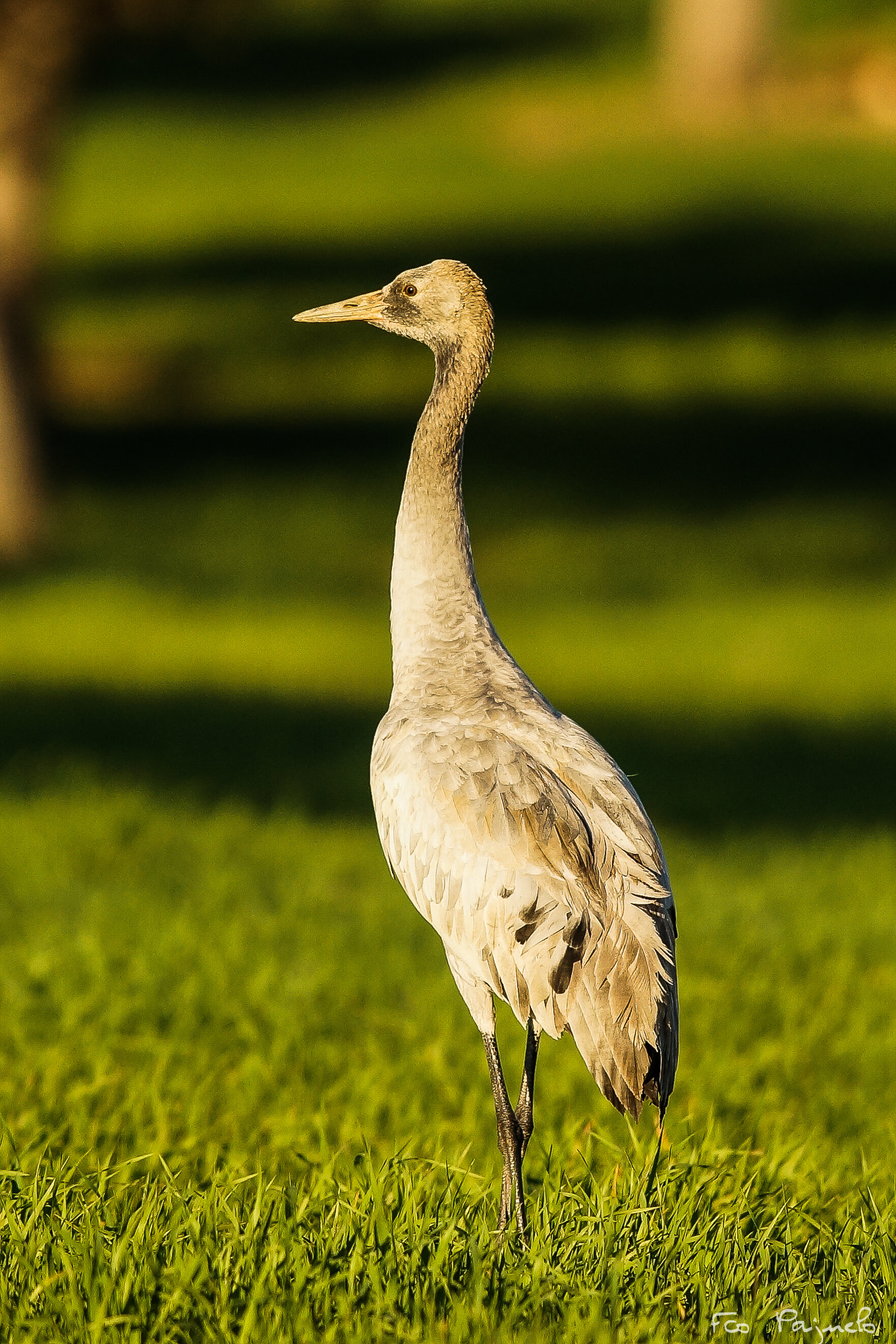 Sony a99 II + 300mm F2.8 G sample photo. Little grus grus  photography