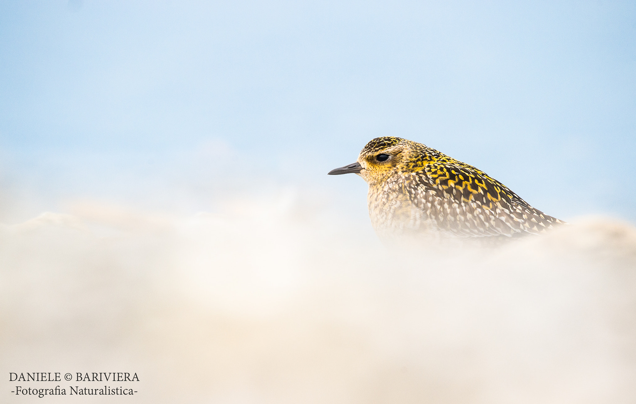 Nikon D4S + Nikon AF-S Nikkor 500mm F4G ED VR sample photo. Piviere orientale photography