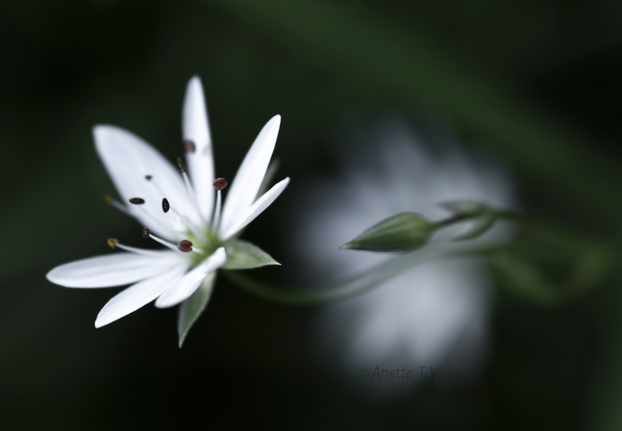 Nikon AF-S Micro-Nikkor 105mm F2.8G IF-ED VR sample photo. White as snow.. photography