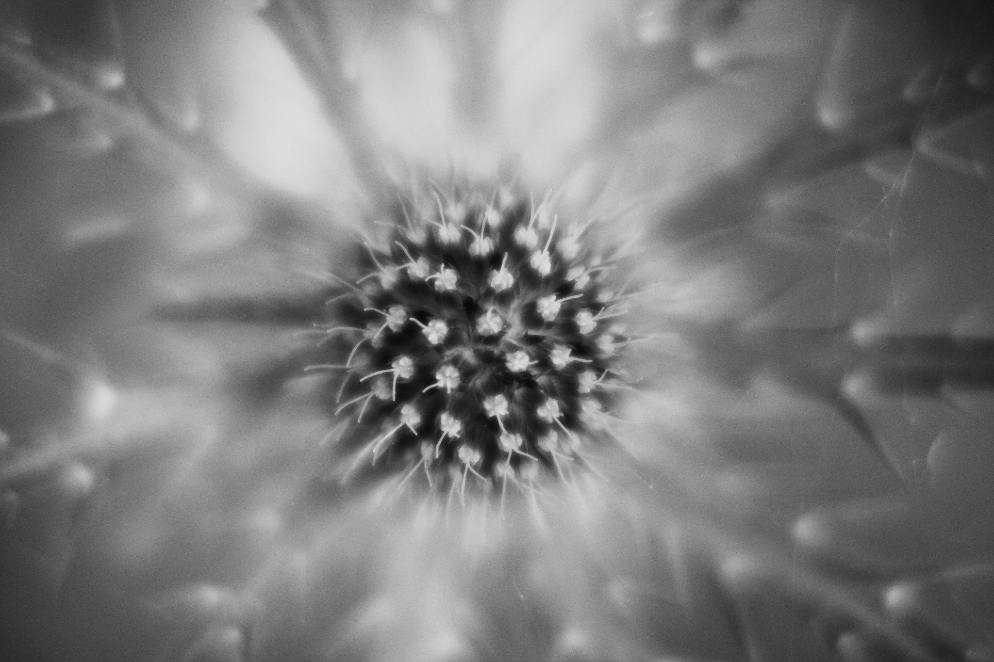 Canon EF-S 55-250mm F4-5.6 IS II sample photo. Sea holly flower photography