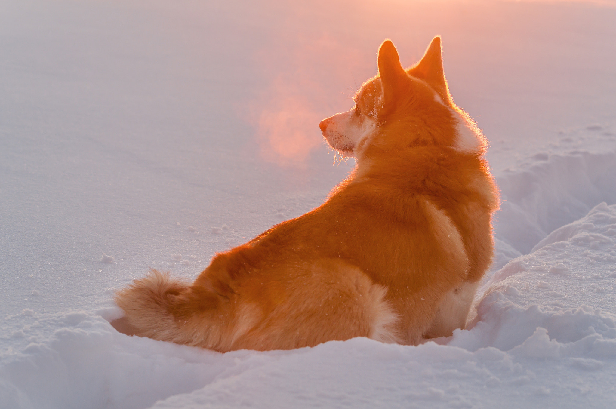 Nikon AF-S Nikkor 70-200mm F2.8G ED VR II sample photo. The sundog photography
