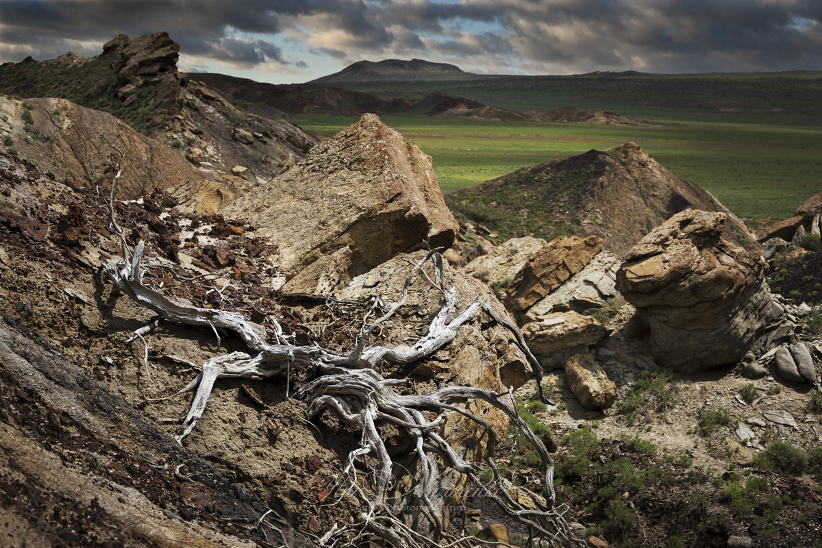 Canon EOS-1Ds Mark III sample photo. Steppe spider photography