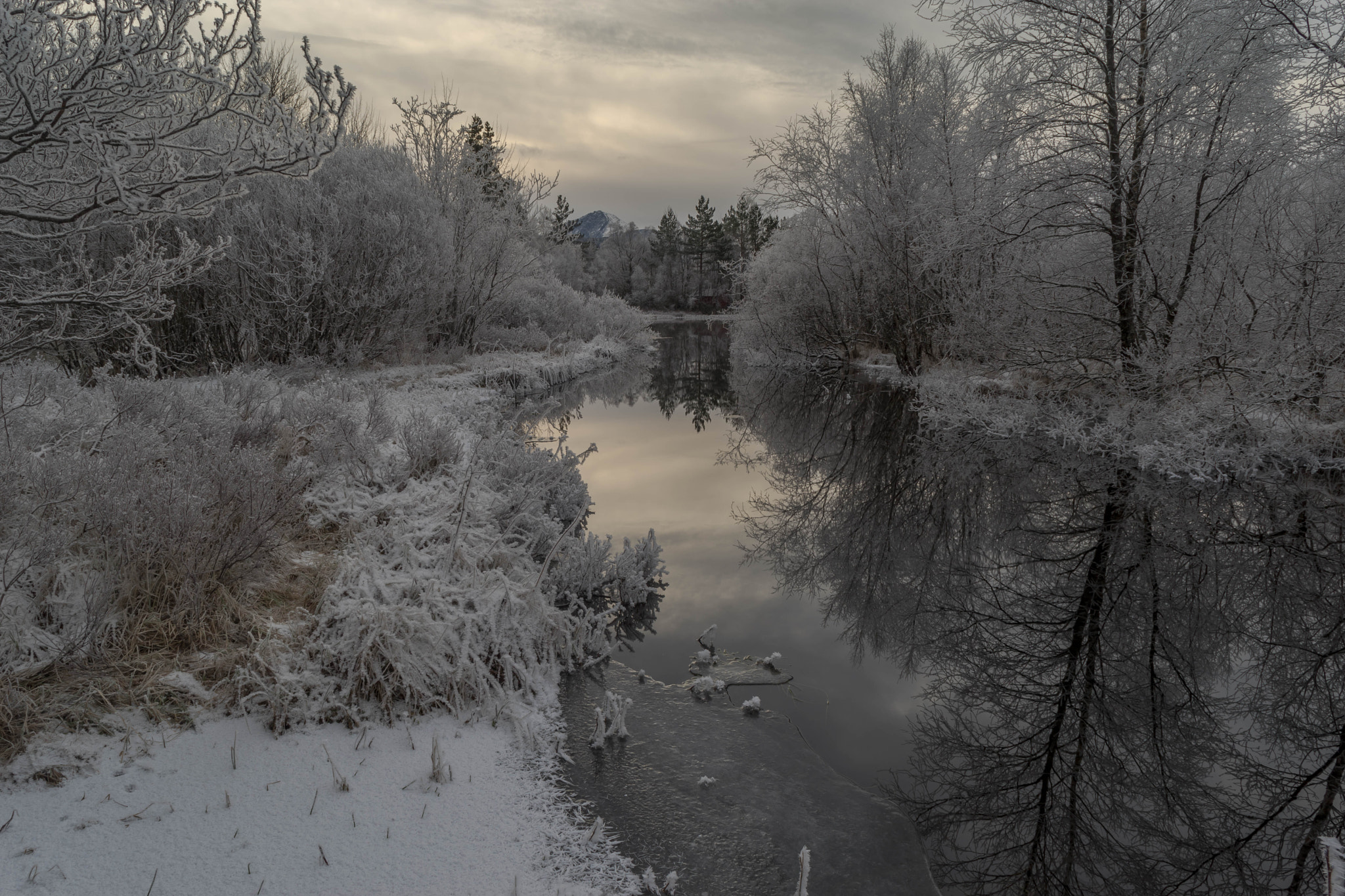 Sony a7 II sample photo. Frozen trees photography