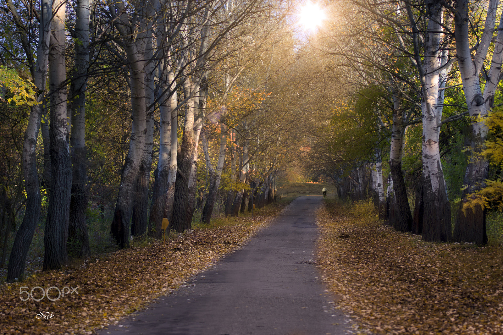 Nikon D7200 + Sigma 70-200mm F2.8 EX DG OS HSM sample photo. Alley with poplars photography