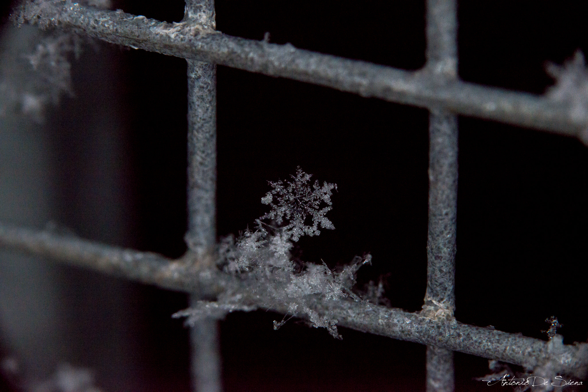 Nikon D800 sample photo. Snowflake in the cage photography