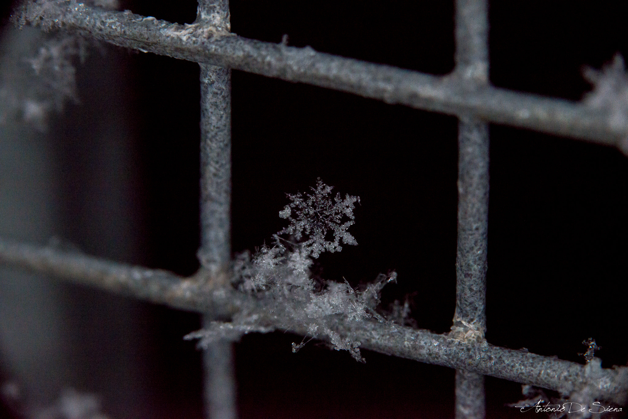 Sigma 105mm F2.8 EX DG OS HSM sample photo. Snowflake in the cage photography
