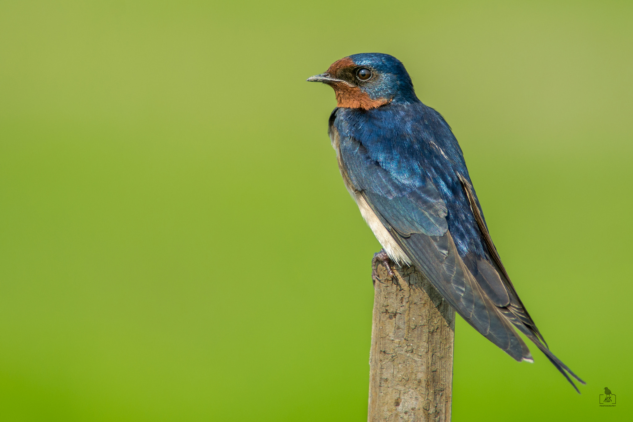 Nikon D7200 + Nikon AF-S Nikkor 300mm F4D ED-IF sample photo. Barn swallow photography
