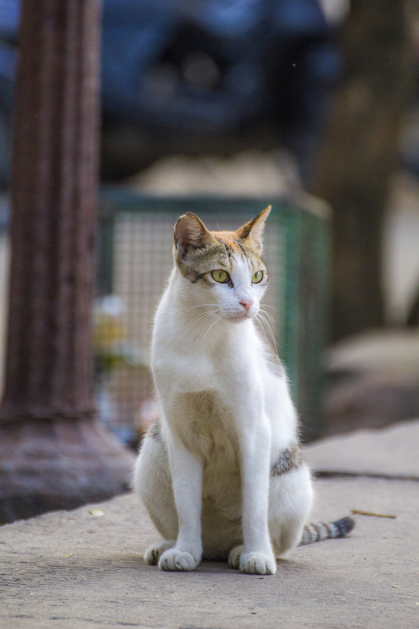 Canon EOS 60D + Tamron SP 35mm F1.8 Di VC USD sample photo. Indian domestic cat photography