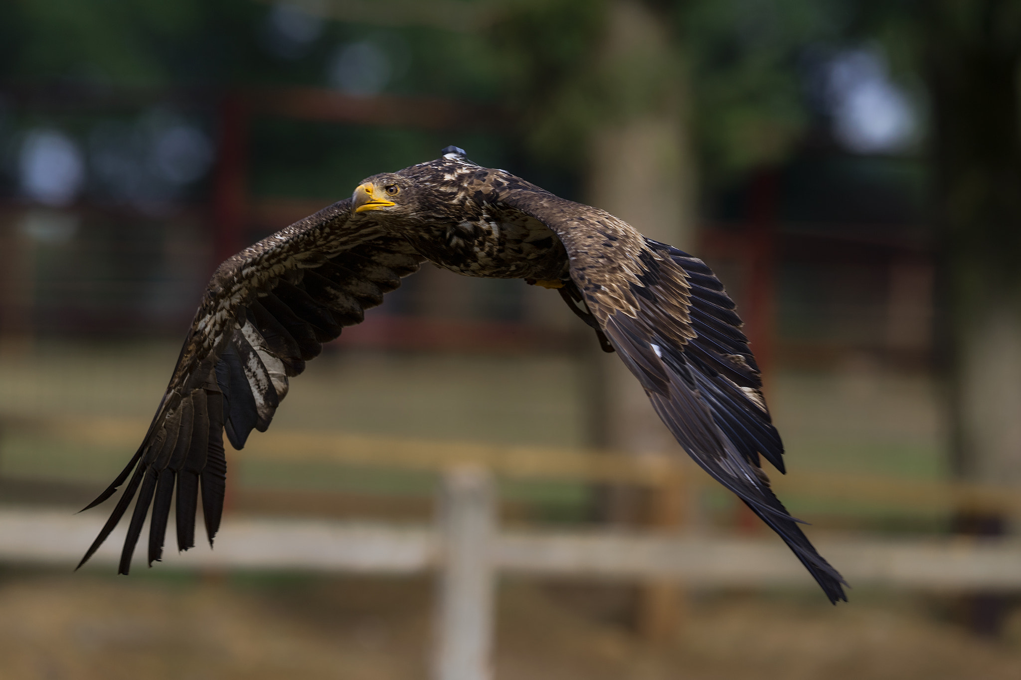 Canon EF 400mm F2.8L IS II USM sample photo. Eagle...... photography