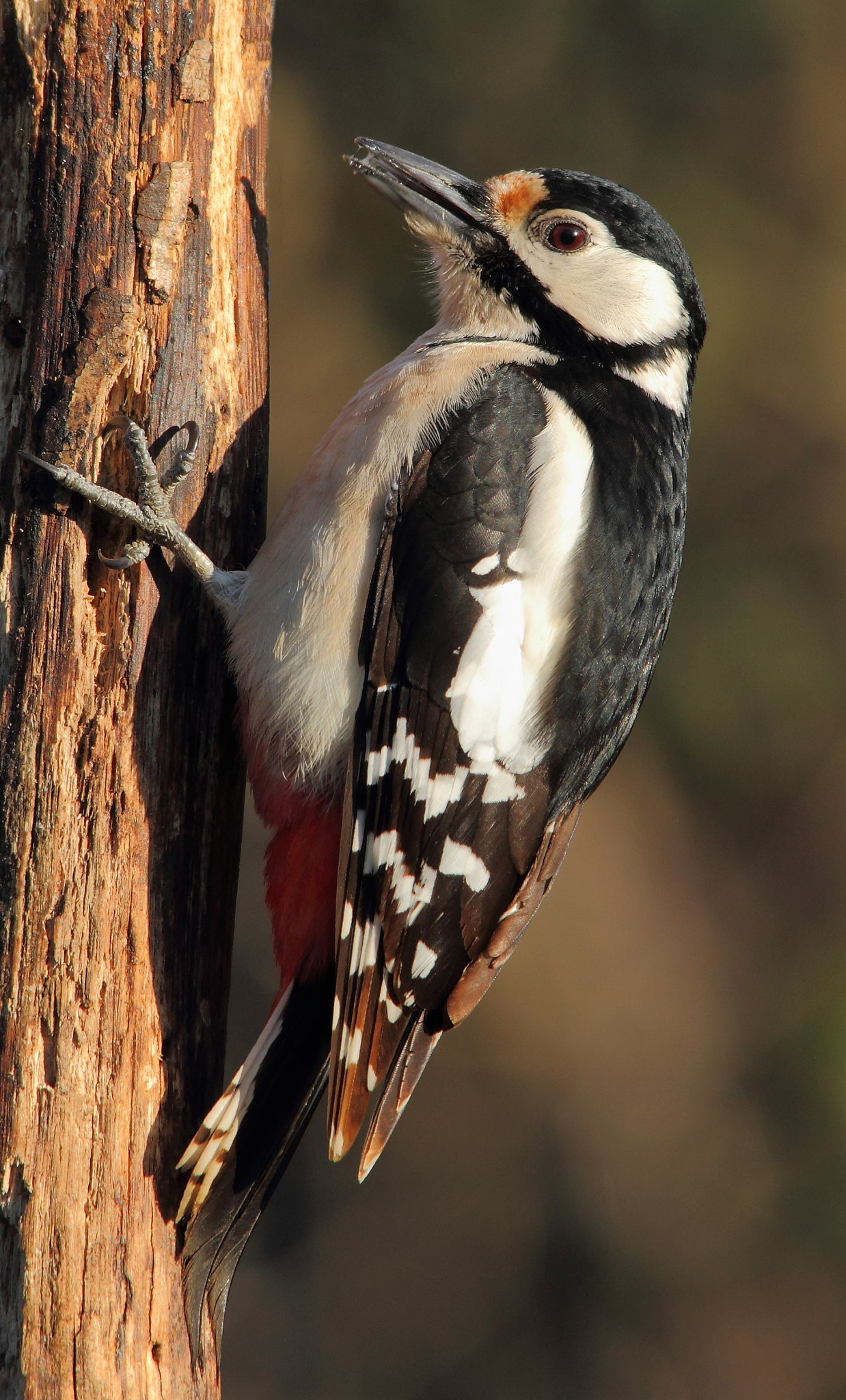 Sigma 150-500mm F5-6.3 DG OS HSM sample photo. Great spotted wood pecker, picchio rosso maggiore  photography