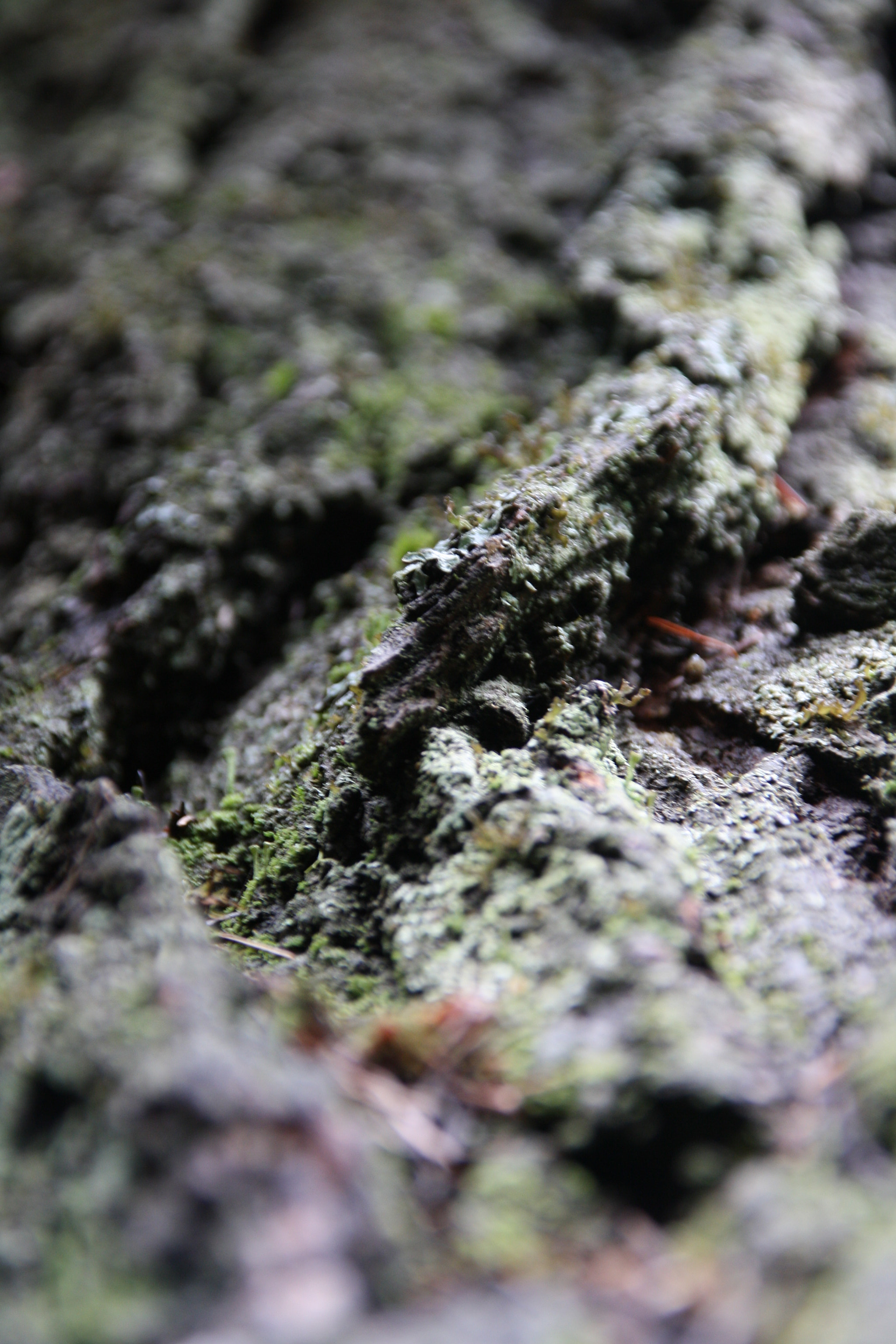Canon EOS 1000D (EOS Digital Rebel XS / EOS Kiss F) sample photo. Tree bark photography