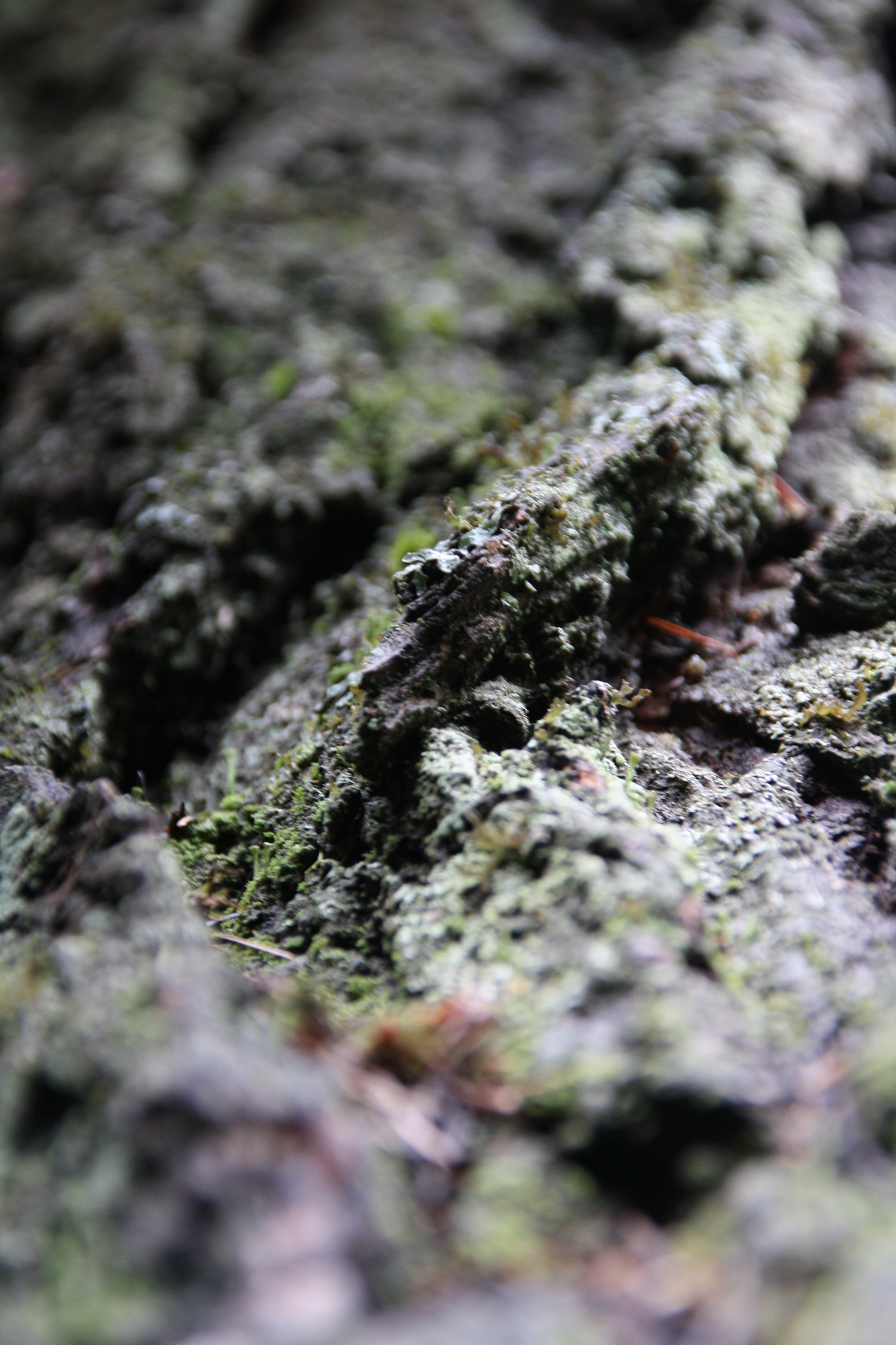 Sigma 18-125mm F3.8-5.6 DC OS HSM sample photo. Tree bark photography